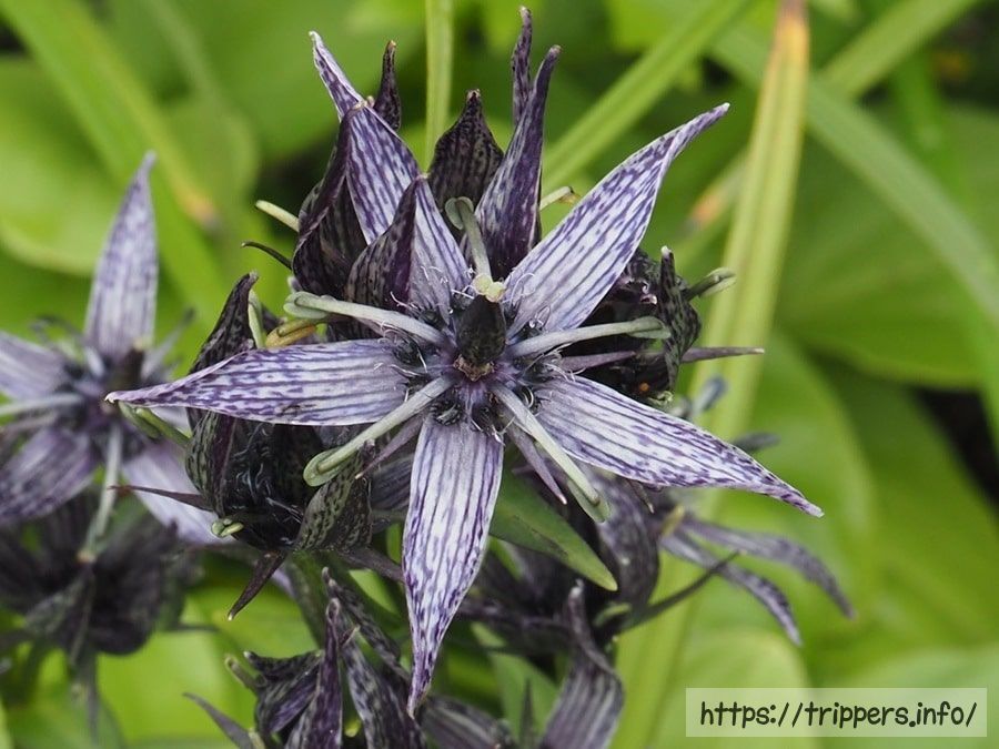 ミヤマアケボノソウの花