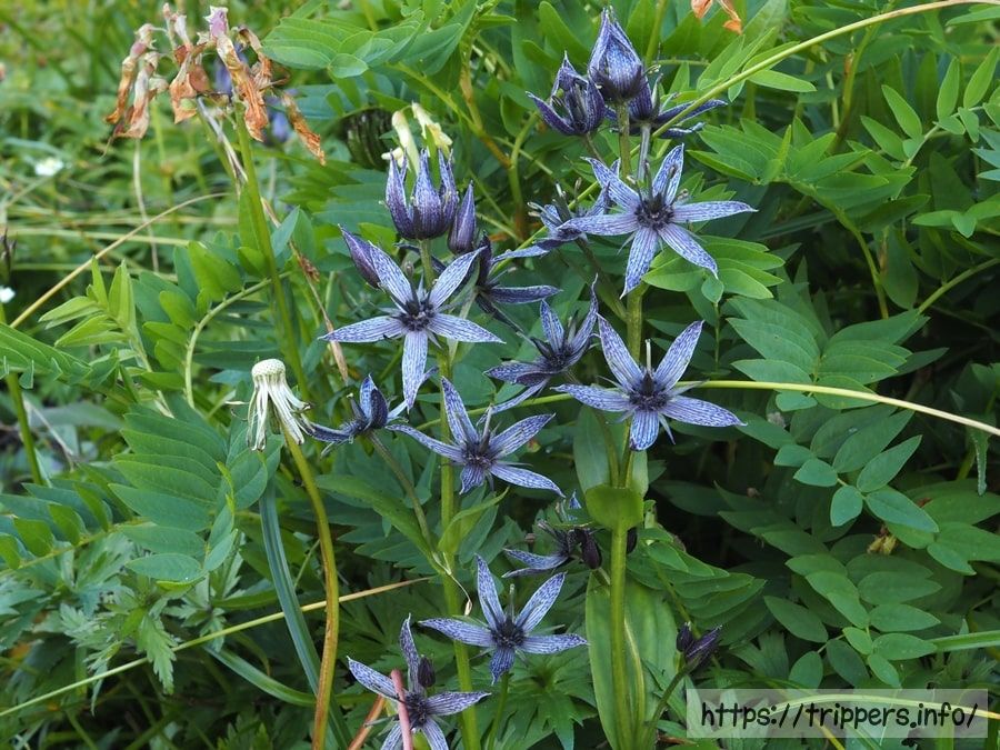 ミヤマアケボノソウ