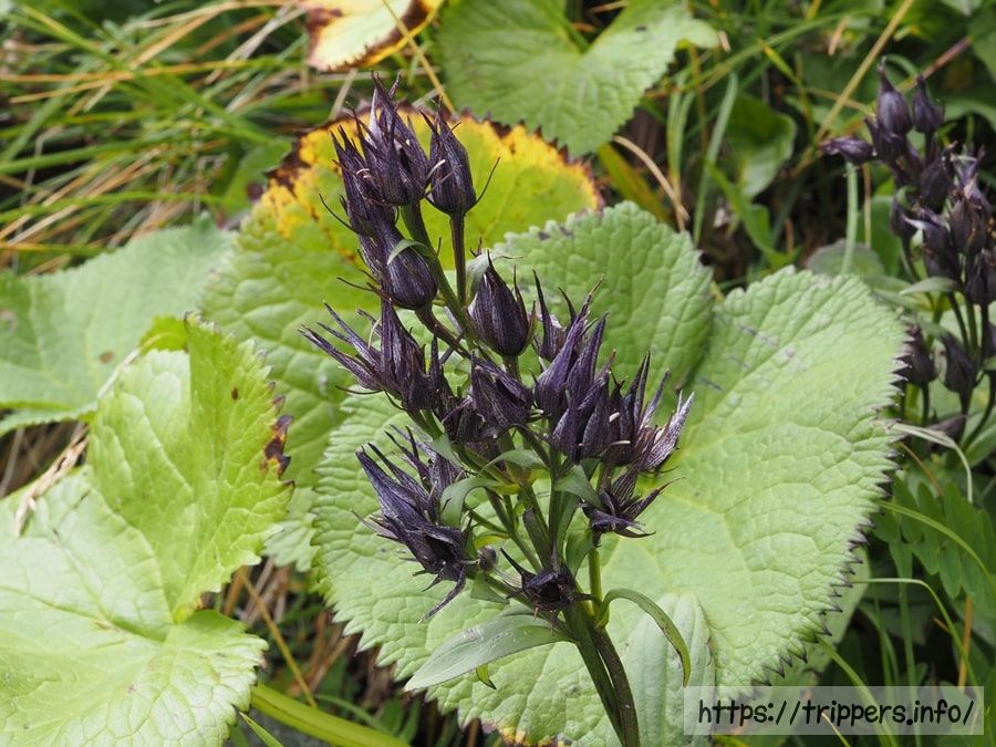 ミヤマアケボノソウの蕾