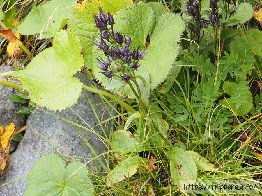 ミヤマアケボノソウ