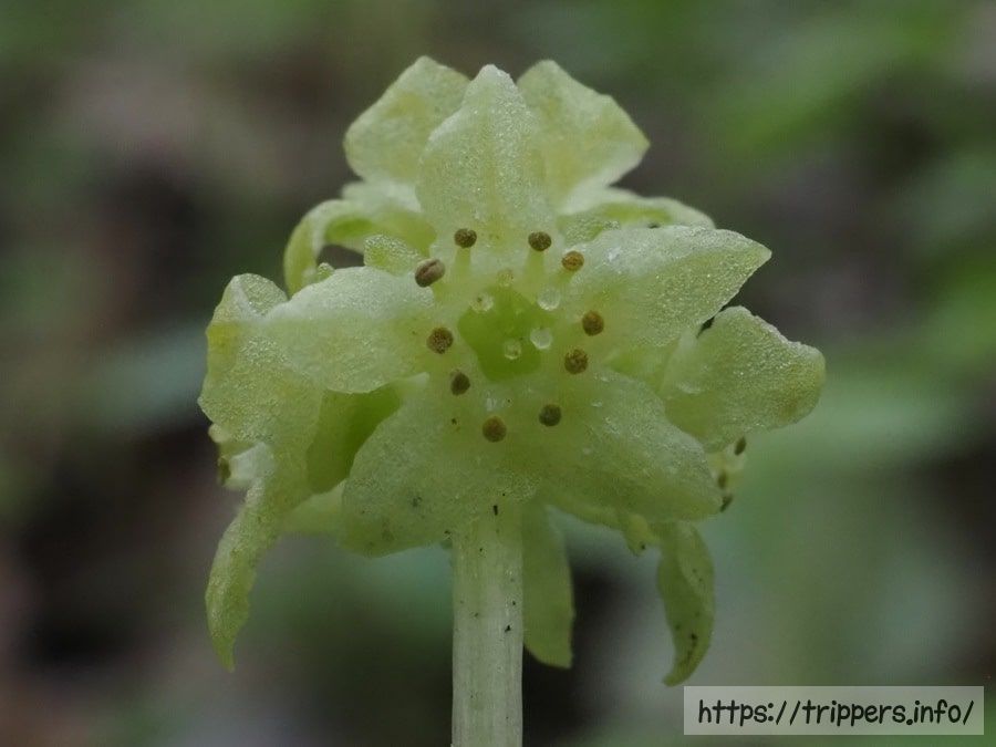 レンプクソウの花