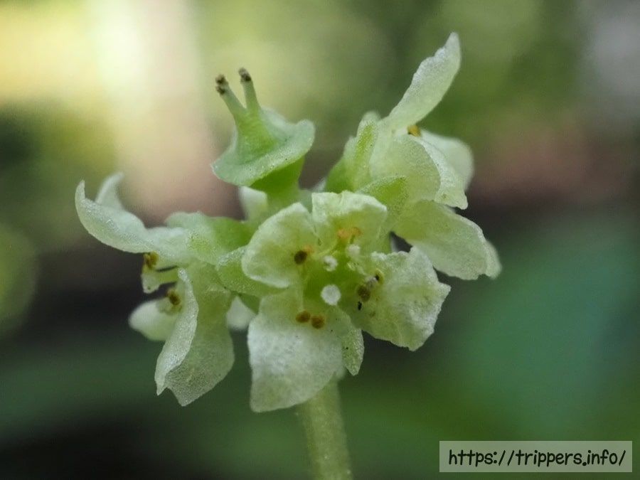 結実したレンプクソウ