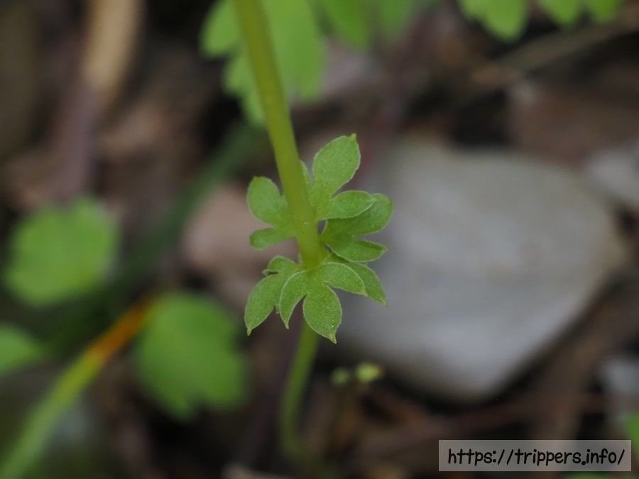 レンプクソウの茎葉