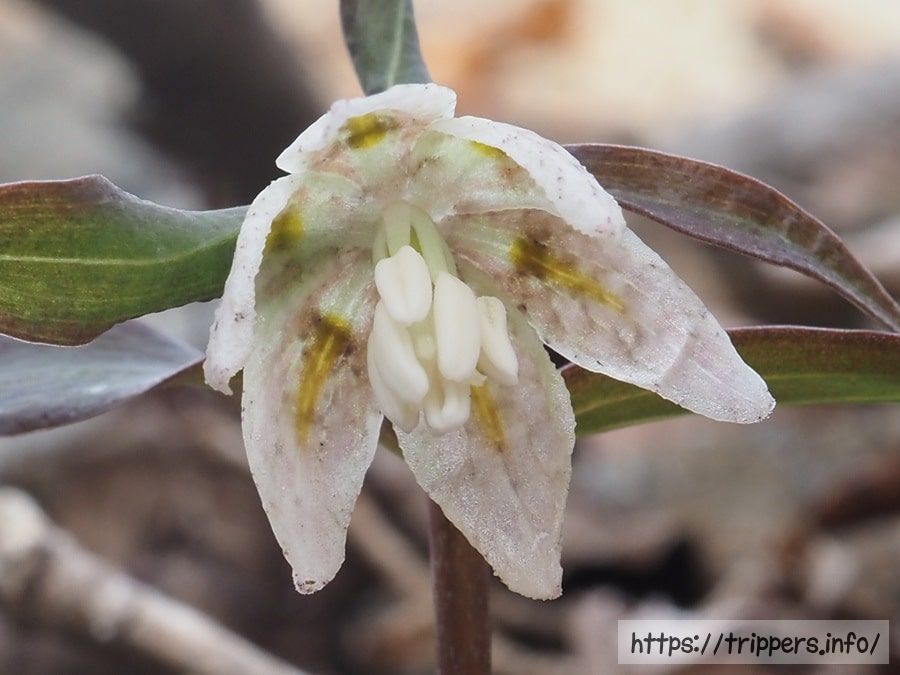 カイコバイモの広鐘形の花