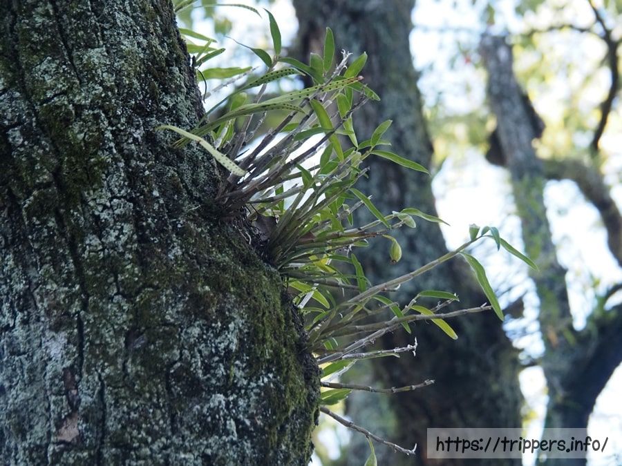 結実したセッコク