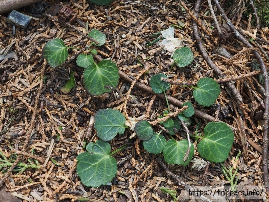 イワウチワの葉