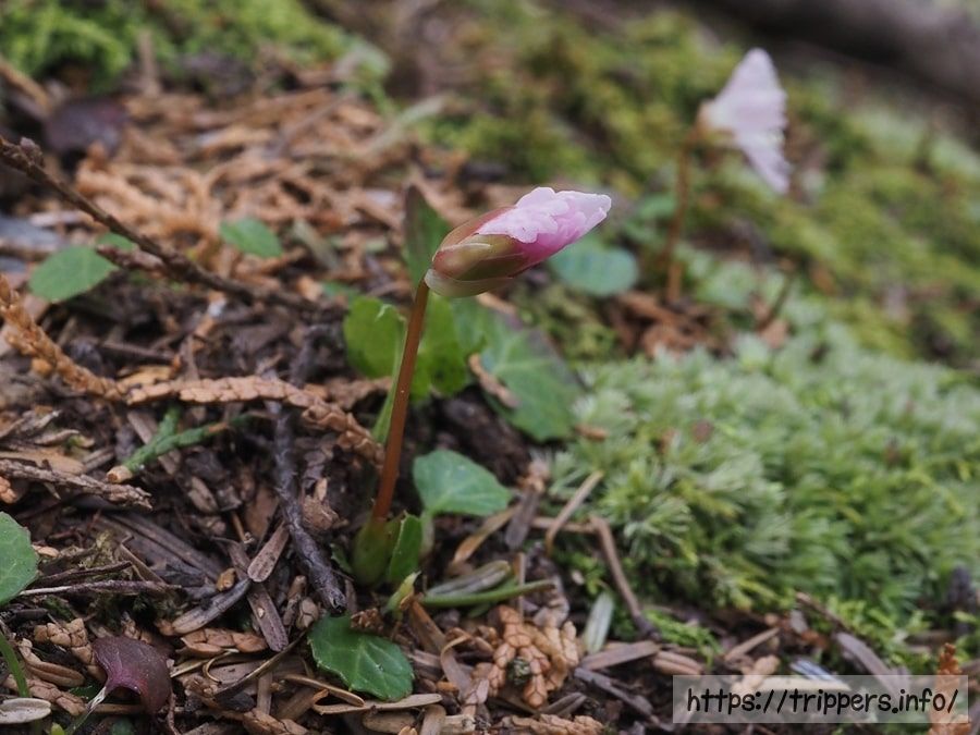 イワウチワの蕾