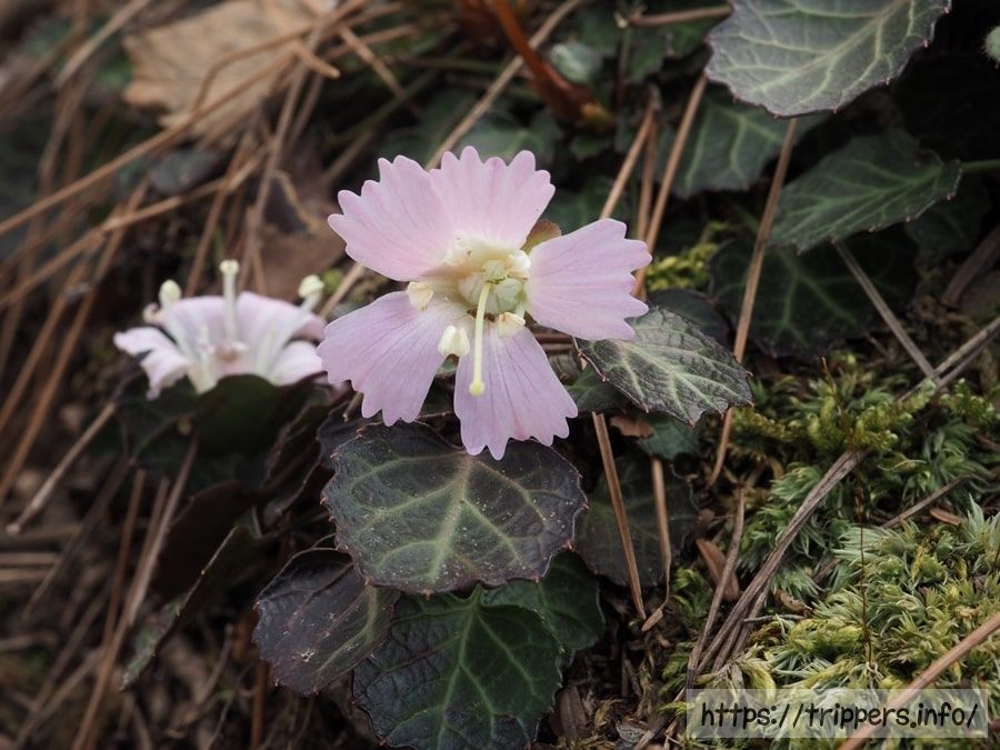 イワウチワの花