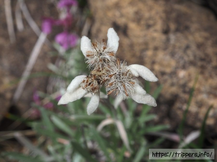 ホソバヒナウスユキソウ