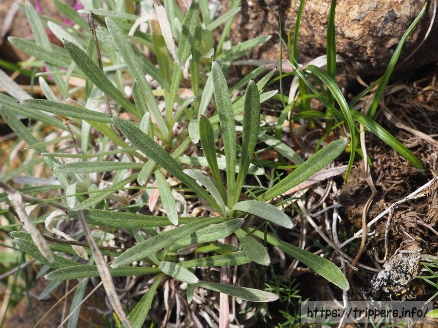 ホソバヒナウスユキソウの無花茎の根出葉