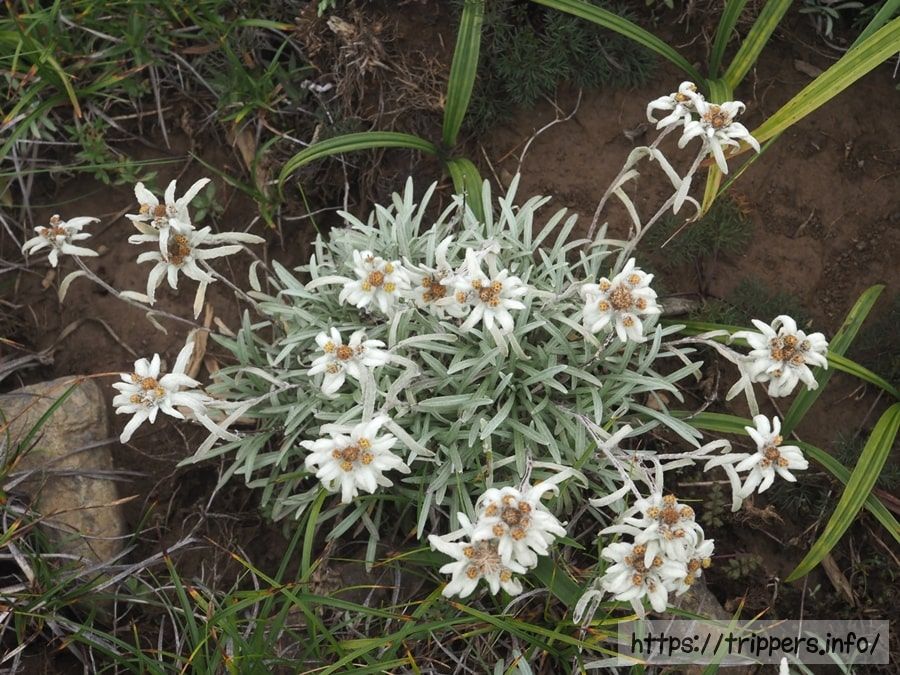 ホソバヒナウスユキソウ