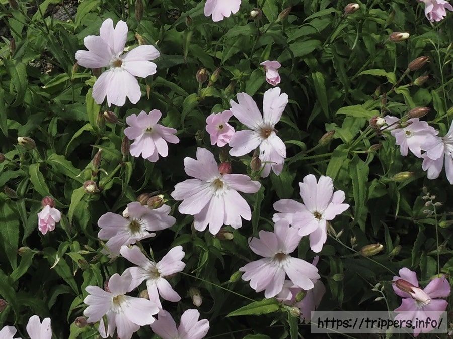 タカネビランジ