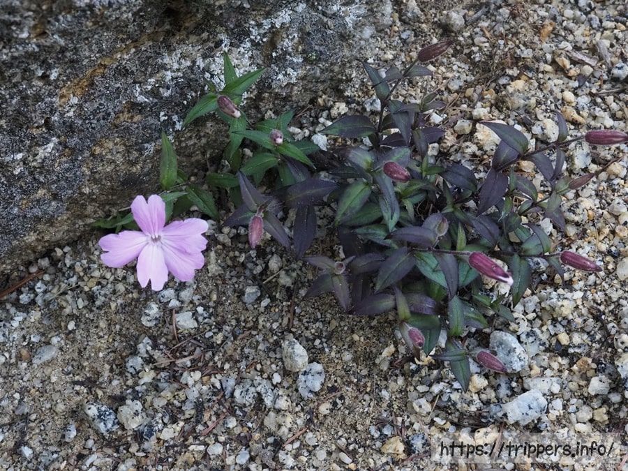 南アルプスで咲くタカネビランジ