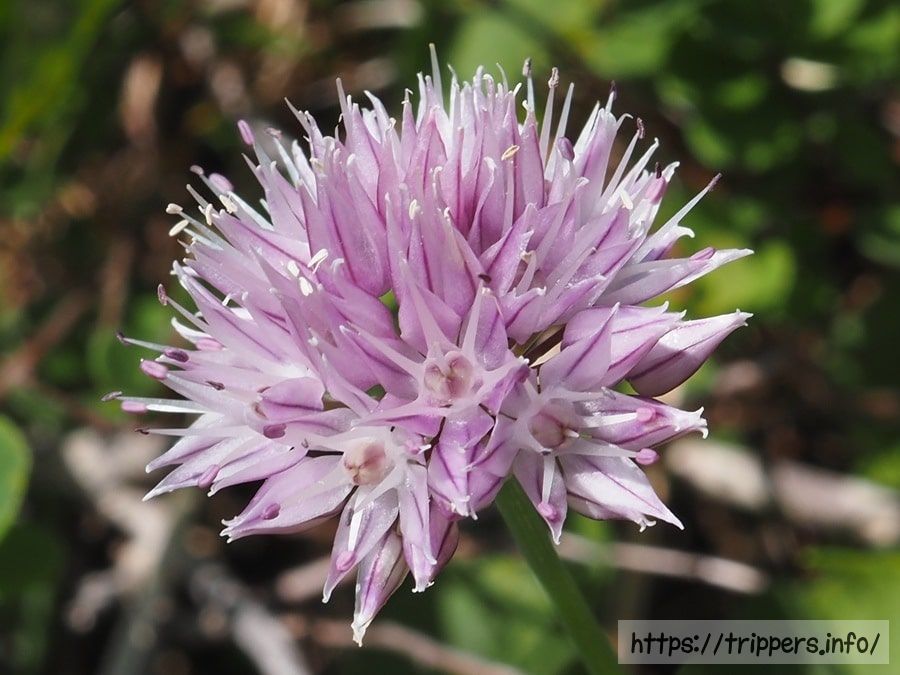 シブツアサツキ