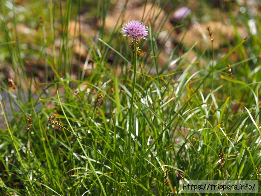 シブツアサツキ