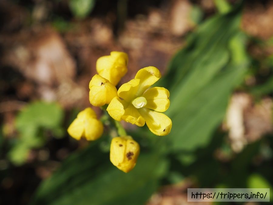 ツクバキンラン