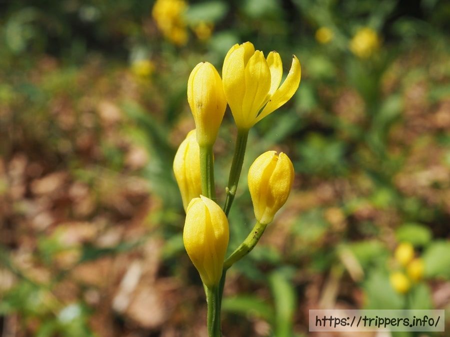 ツクバキンラン