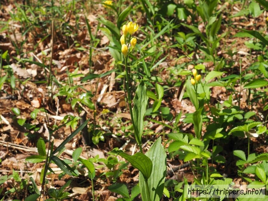 ツクバキンラン