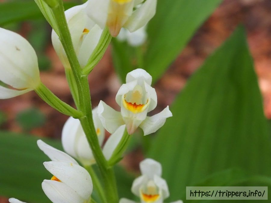 シロバナキンラン