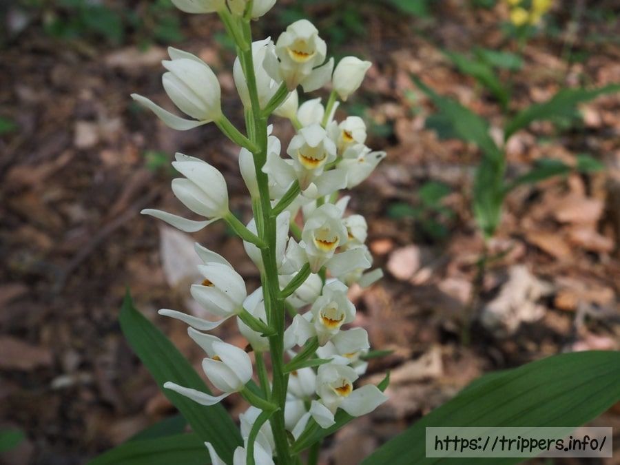 シロバナキンラン