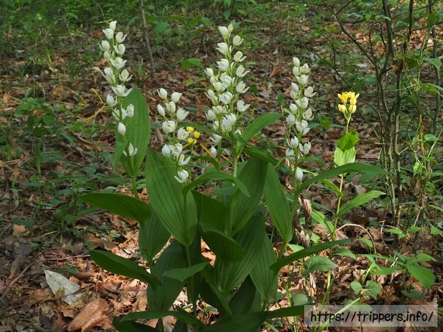 シロバナキンラン