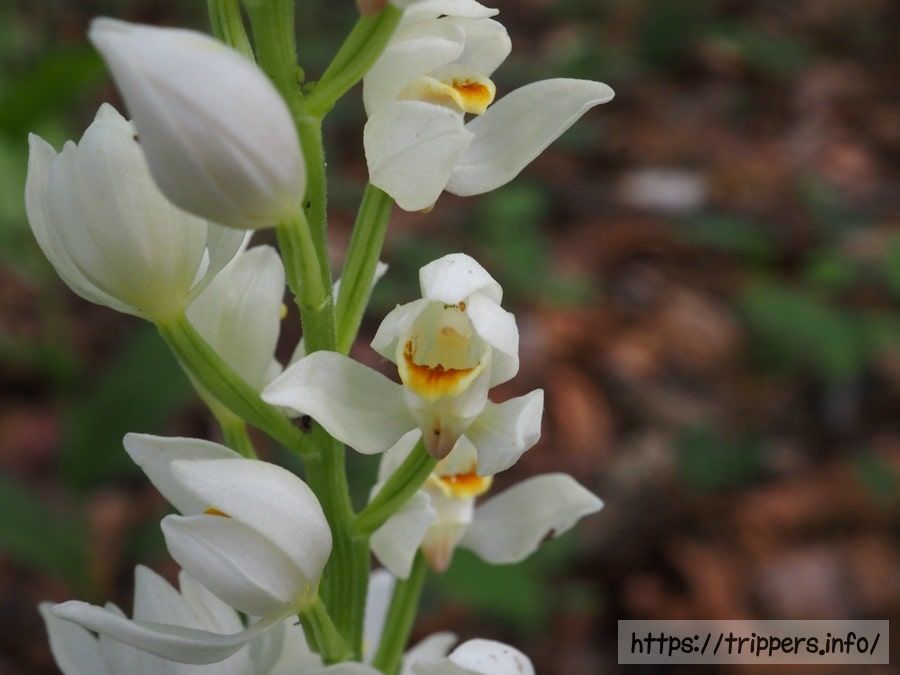 シロバナキンランの花