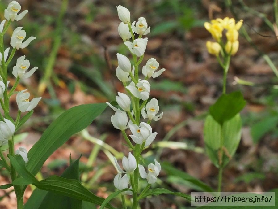 シロバナキンラン