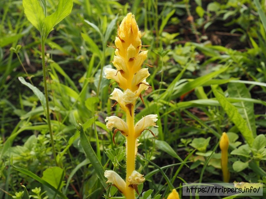 キバナヤセウツボ