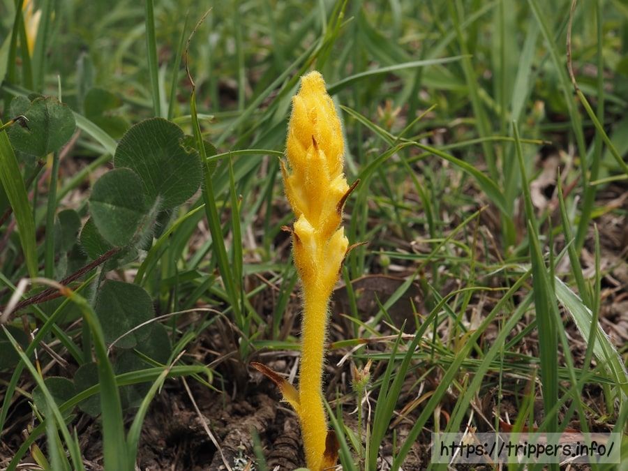 キバナヤセウツボの蕾