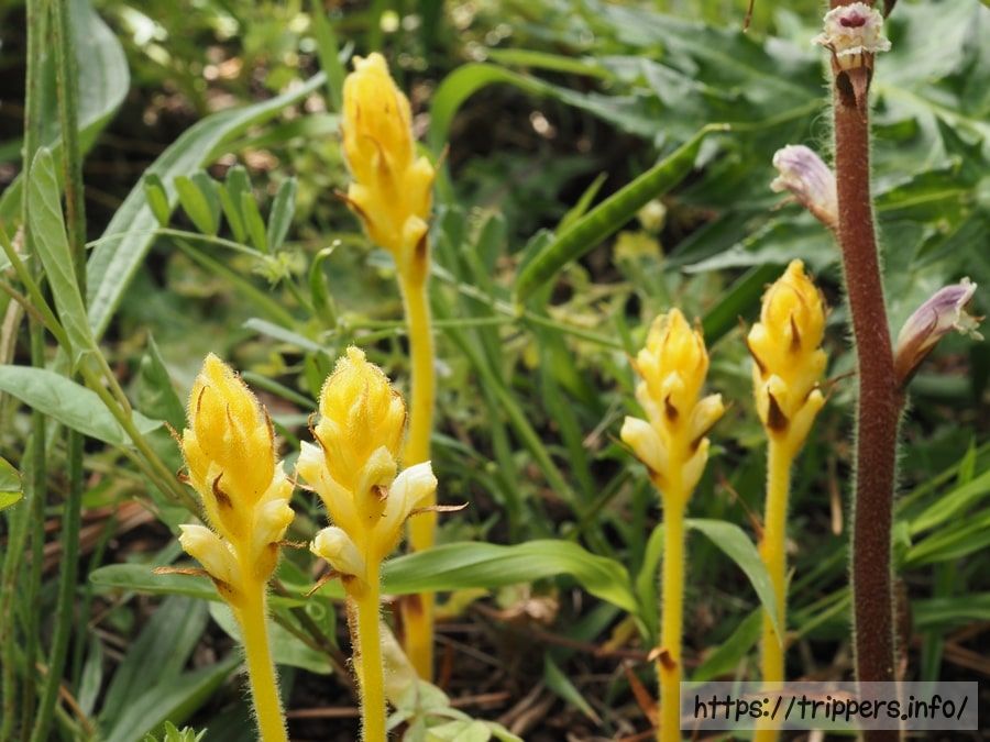 キバナヤセウツボ