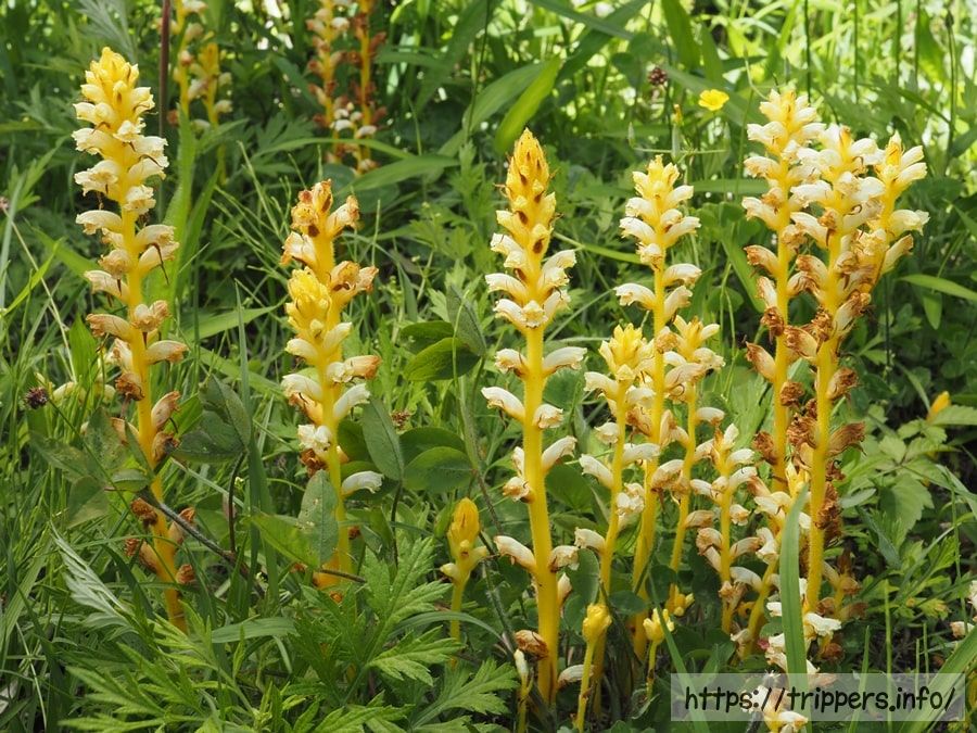 キバナヤセウツボ