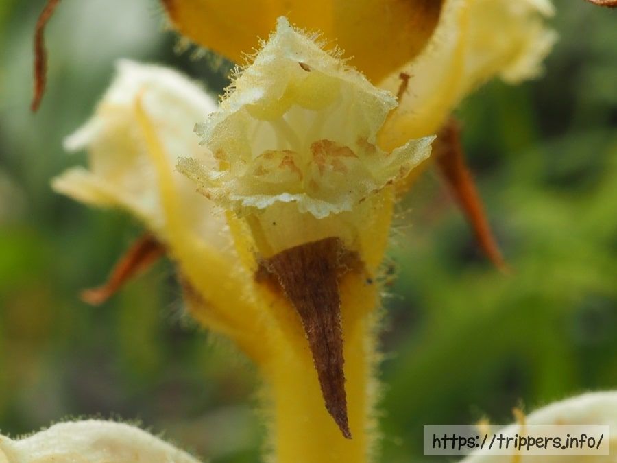 キバナヤセウツボの花