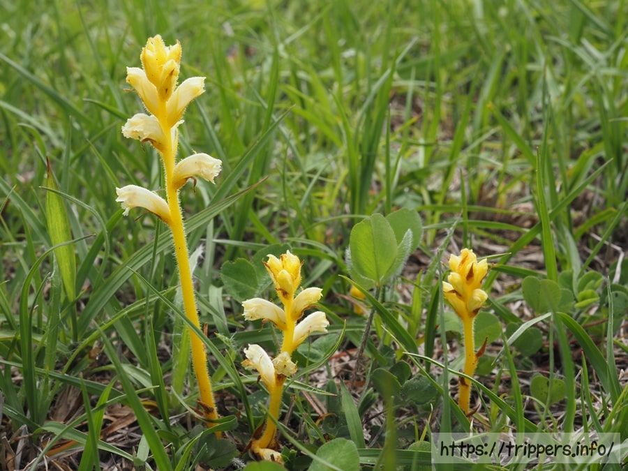 キバナヤセウツボ