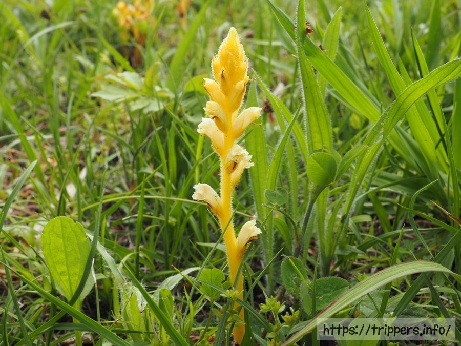 キバナヤセウツボ