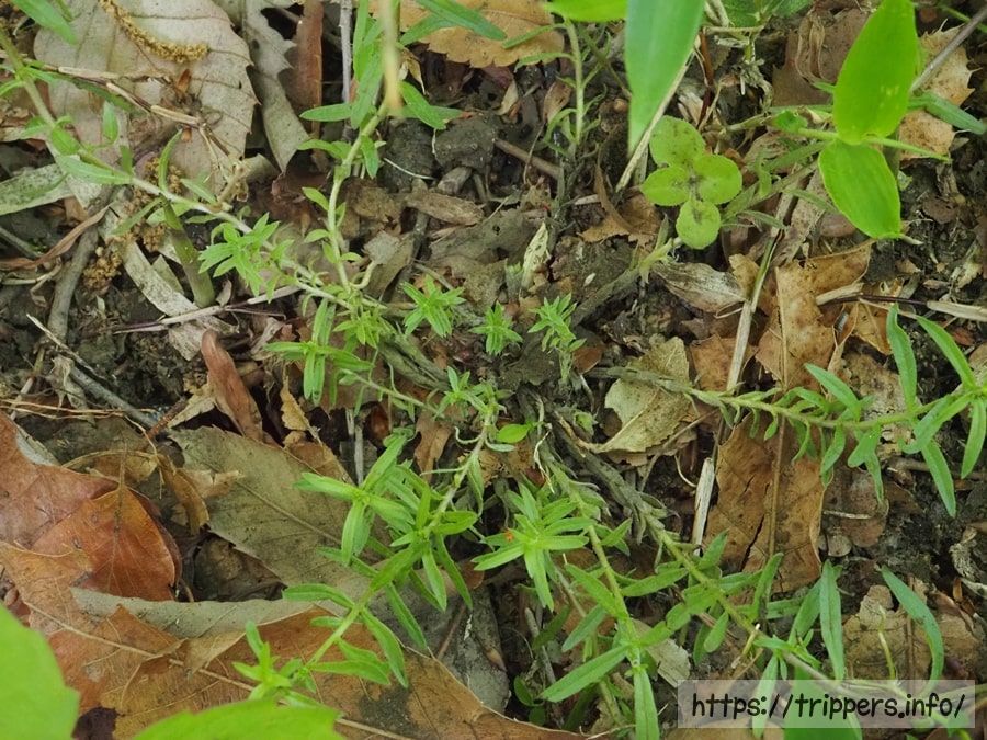 クチナシグサの葉