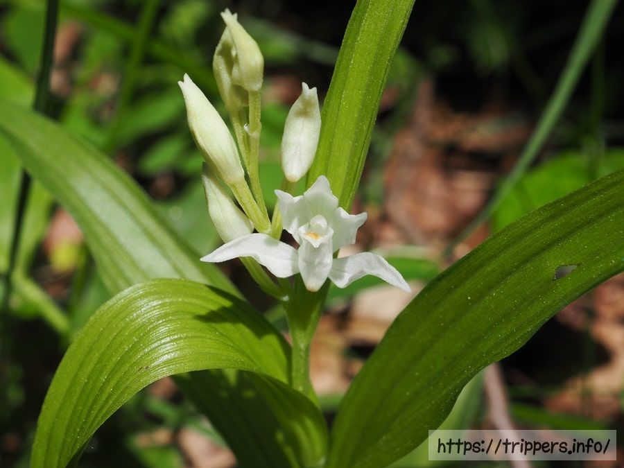 ササバギンラン