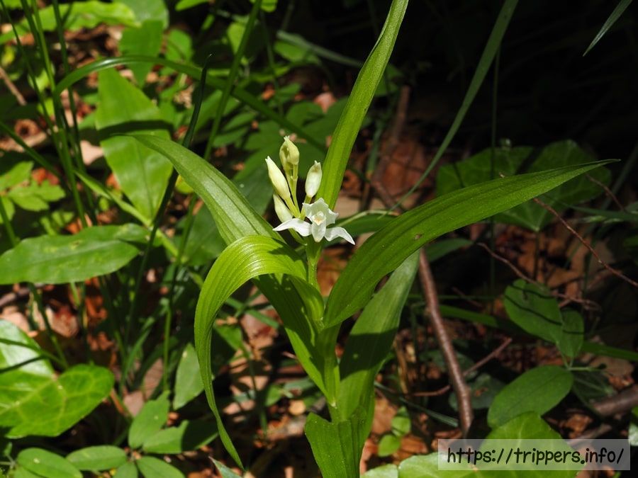 ササバギンラン