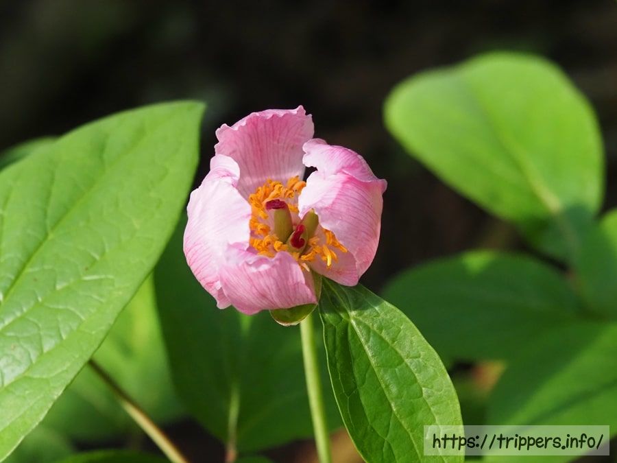 ベニバナヤマシャクヤク