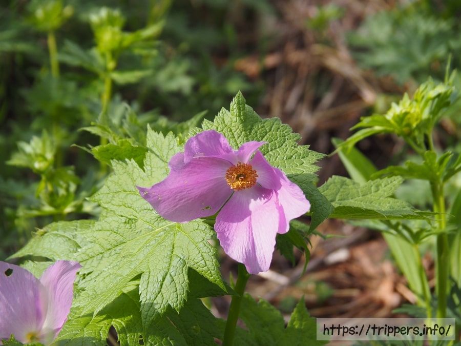 シラネアオイの花