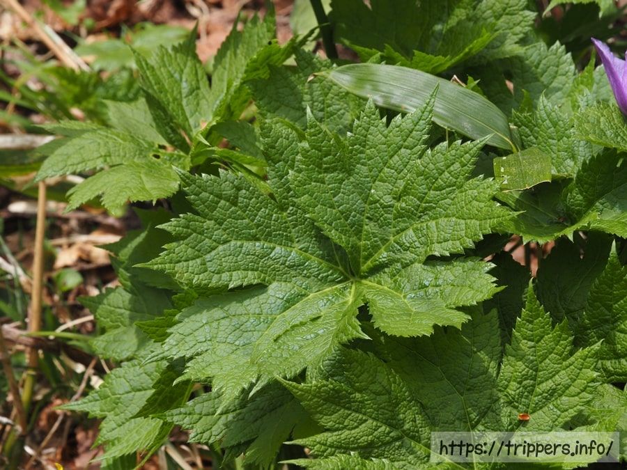 シラネアオイの葉