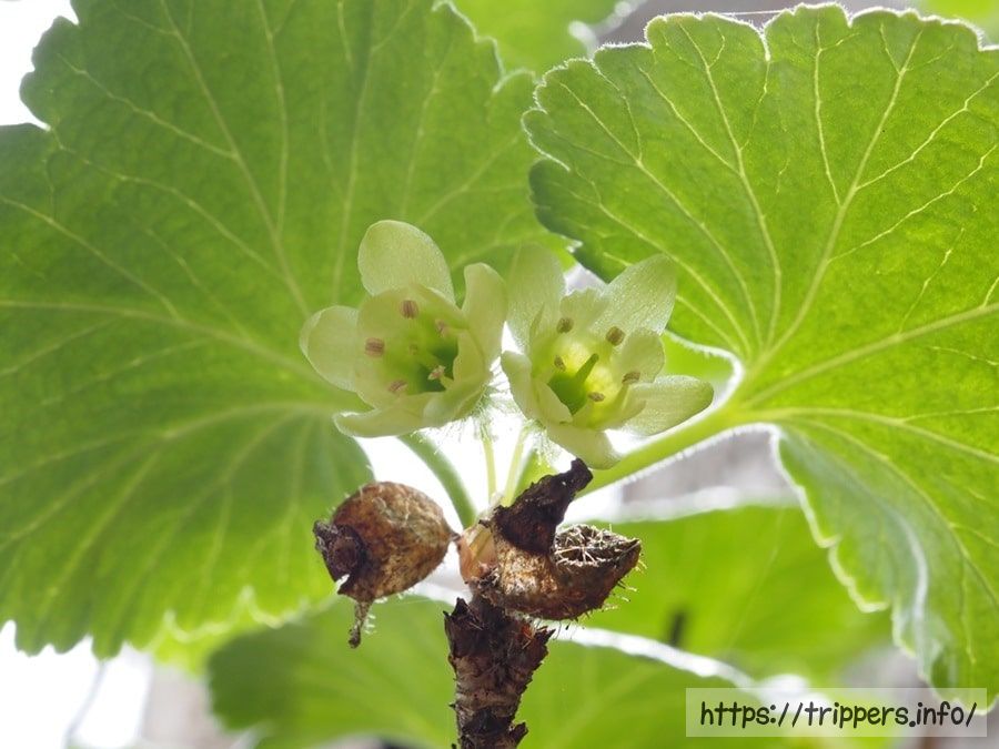 ヤシャビシャク