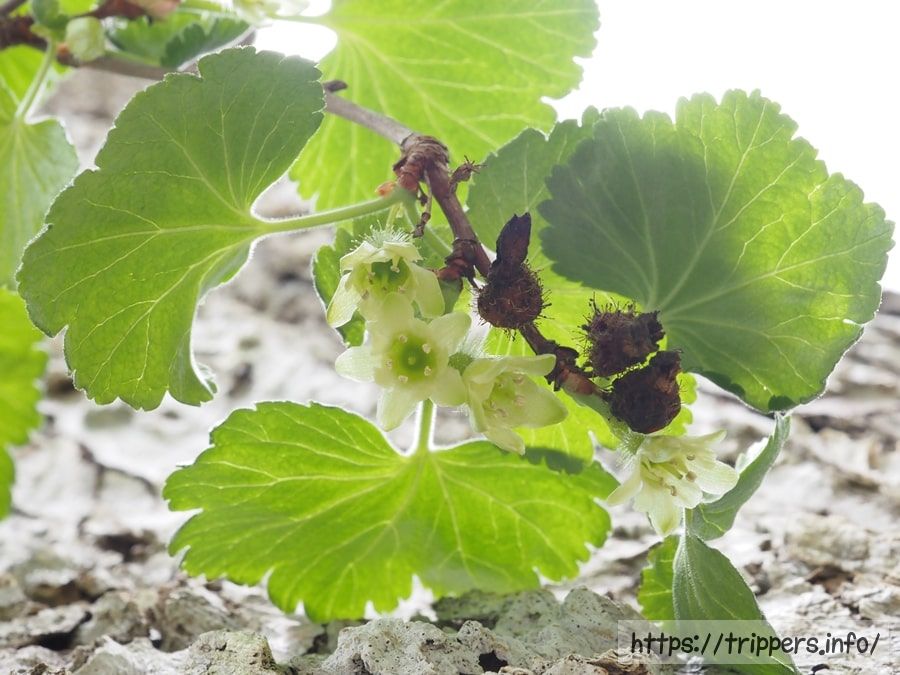 ヤシャビシャクの花