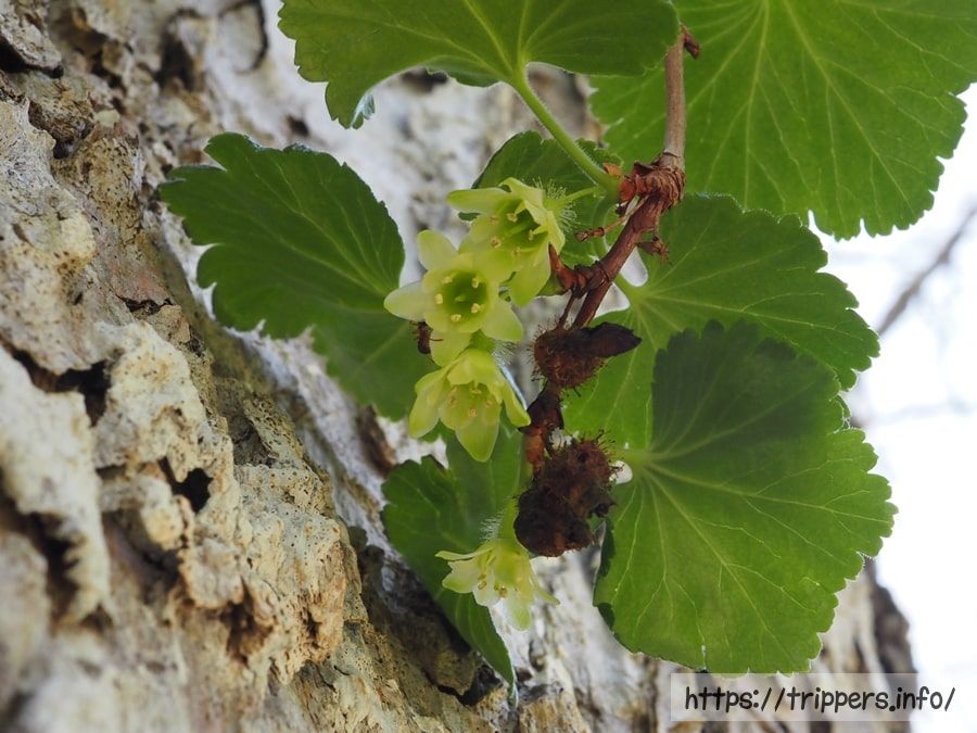 ヤシャビシャク