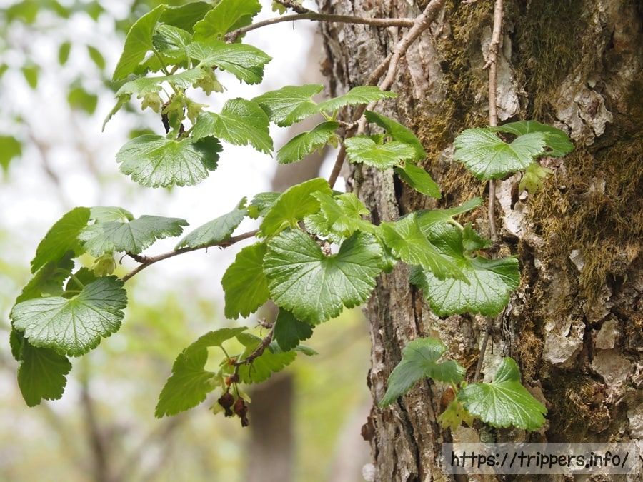 ヤシャビシャクの葉