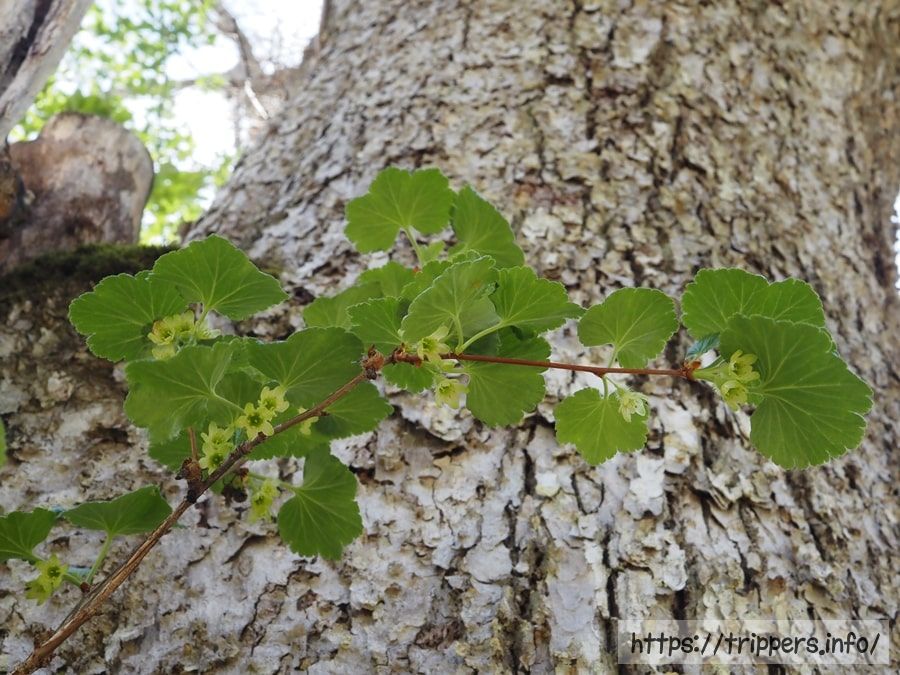 ヤシャビシャク