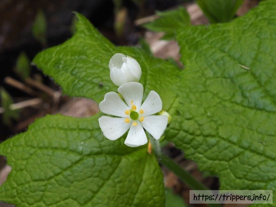 サンカヨウの花