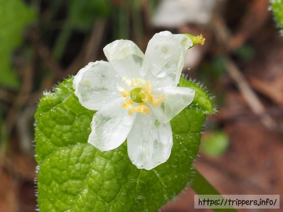 サンカヨウの透明な花