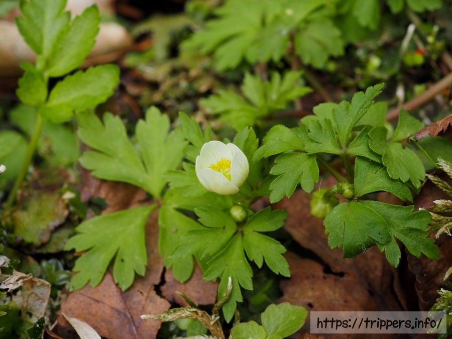 サンリンソウの開花直前の花