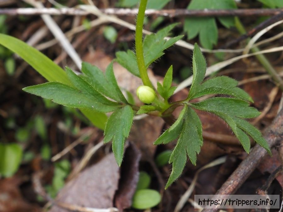 サンリンソウの葉