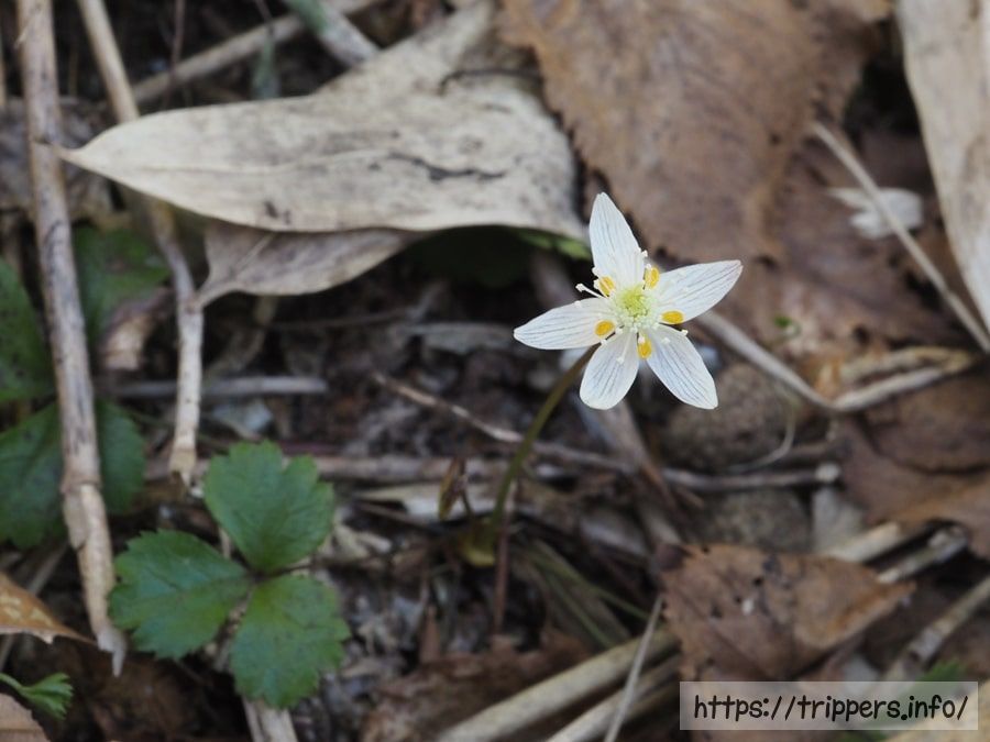 ミツバオウレン